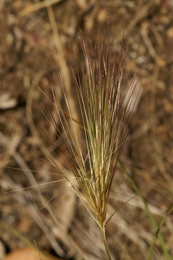 Aristida behriana